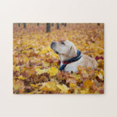 Puzzle Chien du Labrador mignon dans les feuilles d'autom (Horizontal)