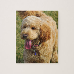Puzzle Chien Goldendoodle