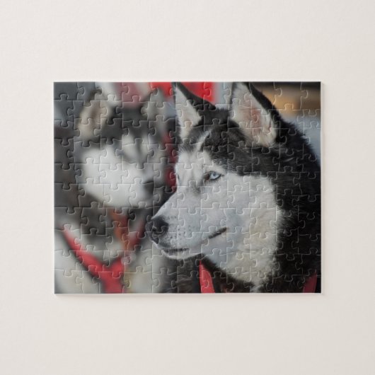 Puzzle Chien husky avant une course, Canada (Horizontal)