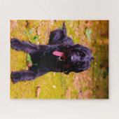 Puzzle Chien Labradoodle. (Horizontal)