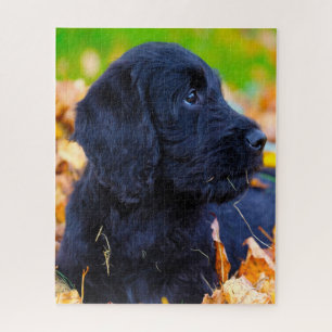 Puzzle Chien Labradoodle.