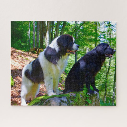 Puzzle Chien Landseer. (Horizontal)