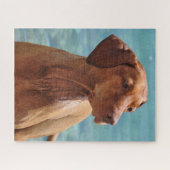 Puzzle Chien magyar de Vizsla (Horizontal)