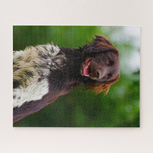 Puzzle Chien Munsterlander. (Horizontal)