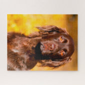 Puzzle Chien Munsterlander. (Horizontal)