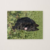Puzzle Chien noir (Horizontal)