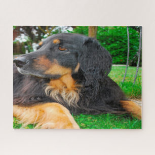 Puzzle Chien noir Hovawart.