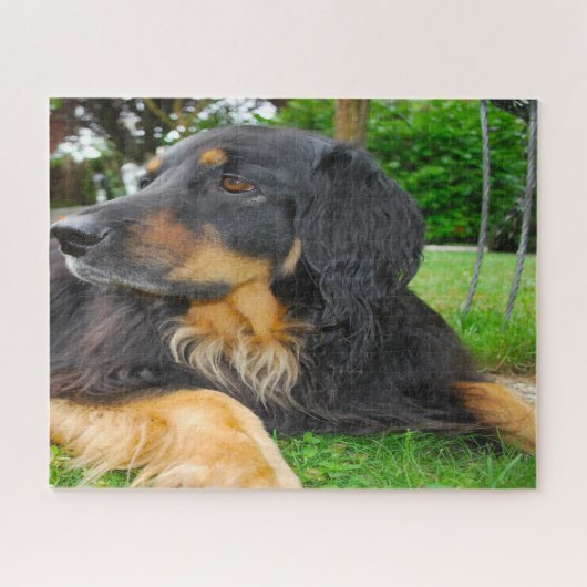 Puzzle Chien noir Hovawart. (Horizontal)