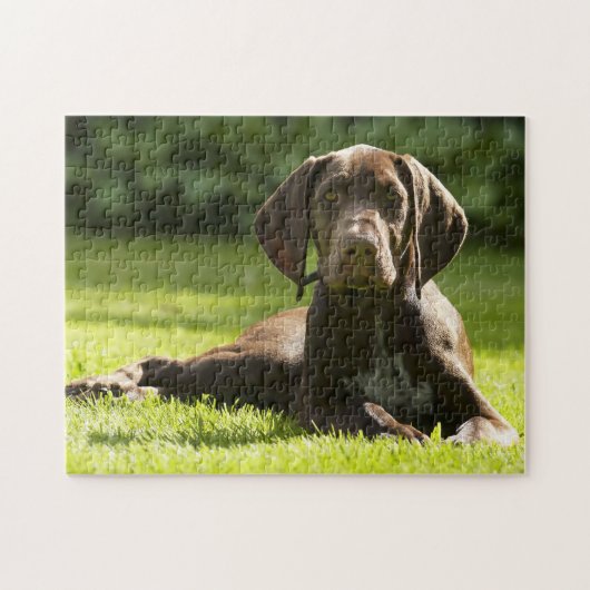 Puzzle Chien Pointeur Allemand. (Horizontal)