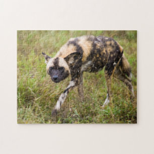 Puzzle Chien Sauvage Africain (Lycaon Pictus), Madikwe Ga
