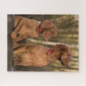Puzzle Chiens à dos de Vizsla (Horizontal)