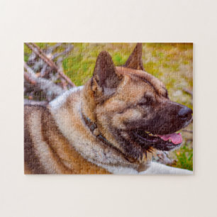 Puzzle Chiens Akita.