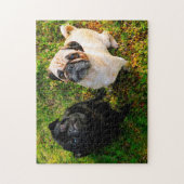 Puzzle Chiens Carlin. (Vertical)