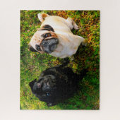 Puzzle Chiens carlins. (Vertical)