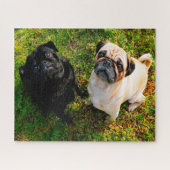 Puzzle Chiens carlins. (Horizontal)