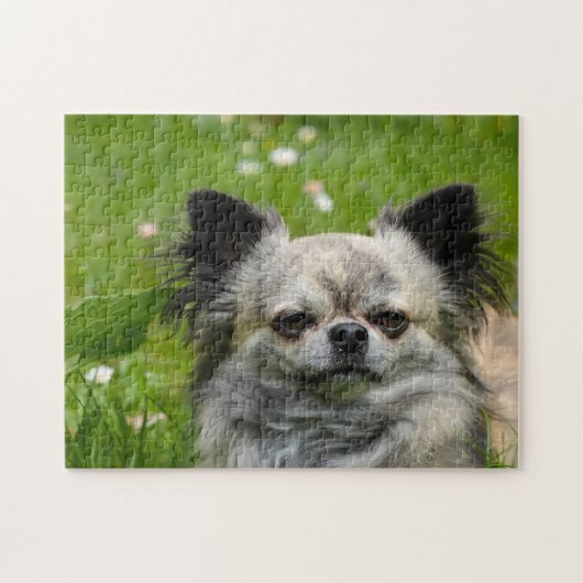 Puzzle Chiens Chihuahua. (Horizontal)