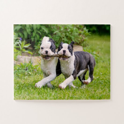 Puzzle Chiens chiots de la mignonne Boston Terrier jouant (Horizontal)