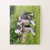 Puzzle Chiens chiots de la mignonne Boston Terrier jouant (Vertical)