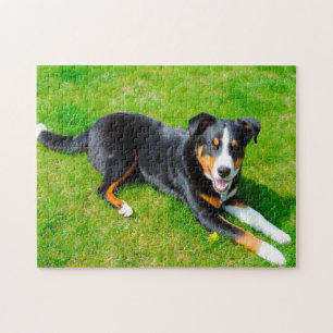 Puzzle Chiens d'Appenzell.