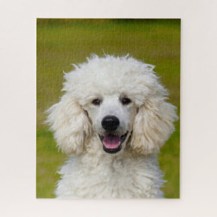 Puzzle Chiens de caniche.