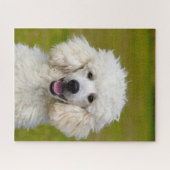 Puzzle Chiens de caniche. (Horizontal)