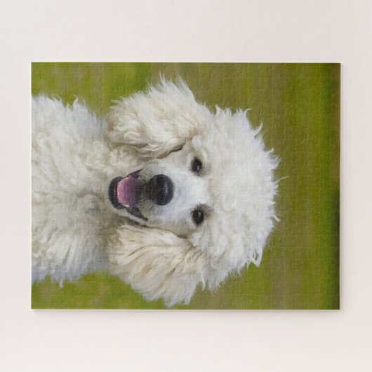 Puzzle Chiens de caniche. (Horizontal)