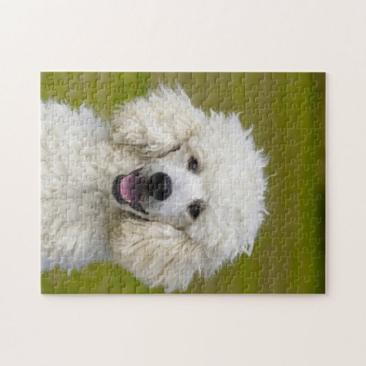 Puzzle Chiens de caniche. (Horizontal)