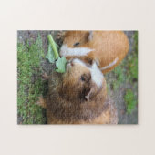 Puzzle Chiens de Guinée (Horizontal)