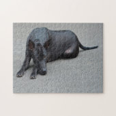 Puzzle Chiens Ridgeback Thaïlandais Jigsaws. (Horizontal)