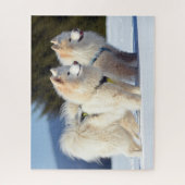 Puzzle Chiens Samoyés dans la neige (Vertical)