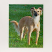 Puzzle Chiens Whippet longs poils Jigsaws. (Vertical)