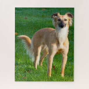 Puzzle Chiens Whippet longs poils Jigsaws.