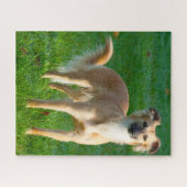 Puzzle Chiens Whippet longs poils Jigsaws. (Horizontal)