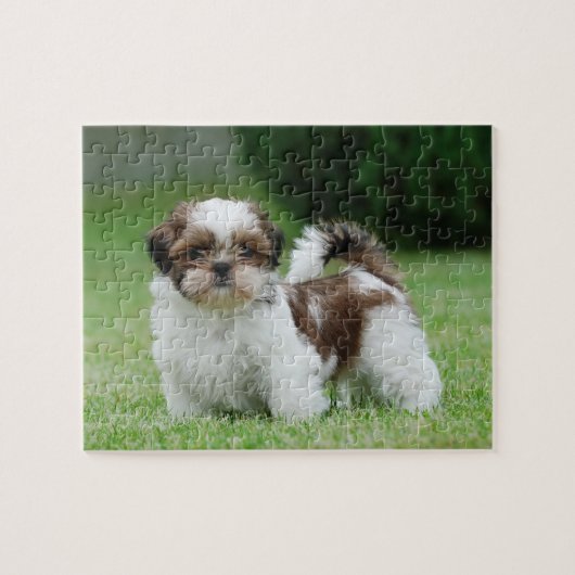 Puzzle Chih tzu chiot (Horizontal)