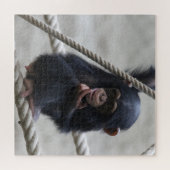 Puzzle Chimpanzé 030 (Horizontal)