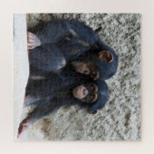 Puzzle Chimpanzé 2020-03-01 (Horizontal)