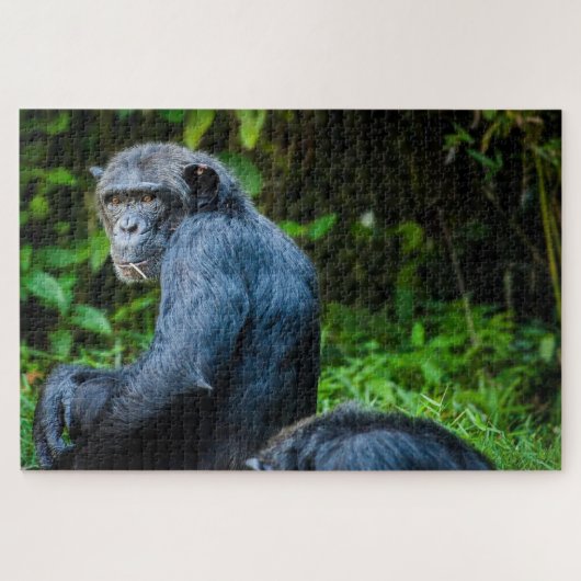 Puzzle Chimpanzé noir dans la nature (Horizontal)