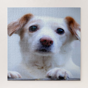 Puzzle Chiot Blanc Mignon
