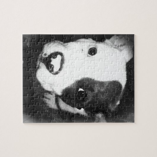 Puzzle Chiot bleu de Pitbull de nez (Horizontal)