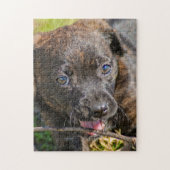 Puzzle Chiot broché mâcher sur Twig (Vertical)