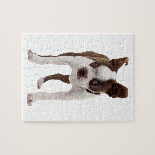Puzzle Chiot de Boston Terrier (Horizontal)