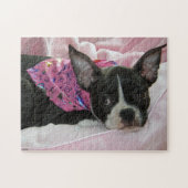 Puzzle Chiot de Boston Terrier (Horizontal)