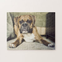 Chiot de boxeur de faon