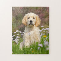 Chiot de golden retriever un Goldie mignon
