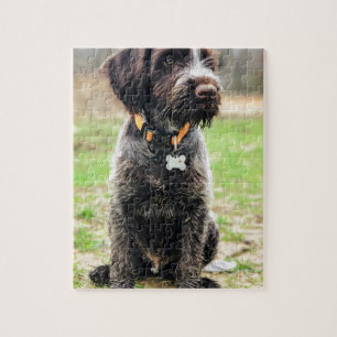 Puzzle Chiot de griffon de pointage à poils durs