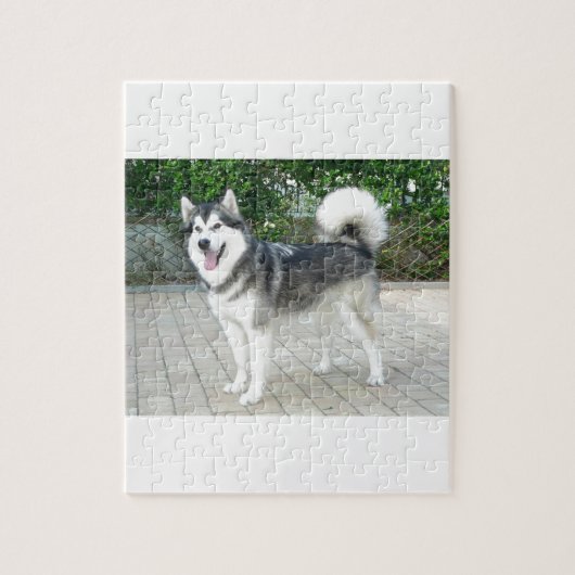 Puzzle Chiot de Malamute d'Alaska (Vertical)