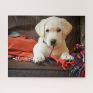 Puzzle Chiot des images   de Getty sur un sofa