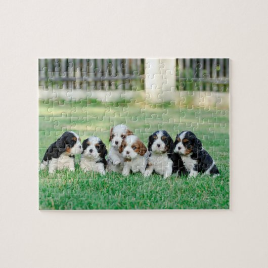Puzzle Chiots Cavalier King Charles Spaniel (Horizontal)
