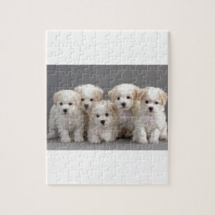 Puzzle Chiots de Bichon Frisé