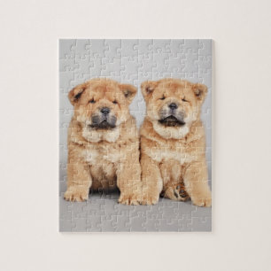 Puzzle Chiots de chow